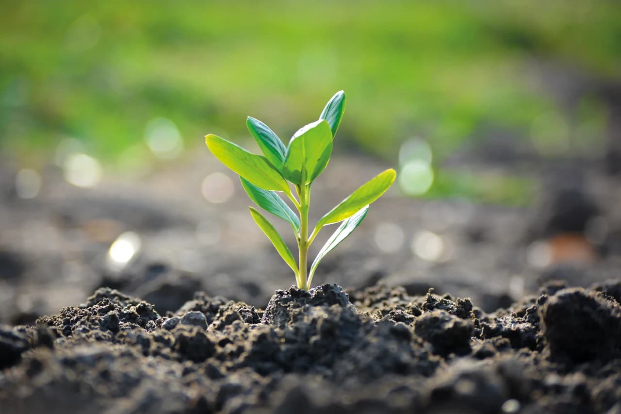 Jeune pousse verte poussant dans la terre sombre, avec un arrière-plan vert flou.