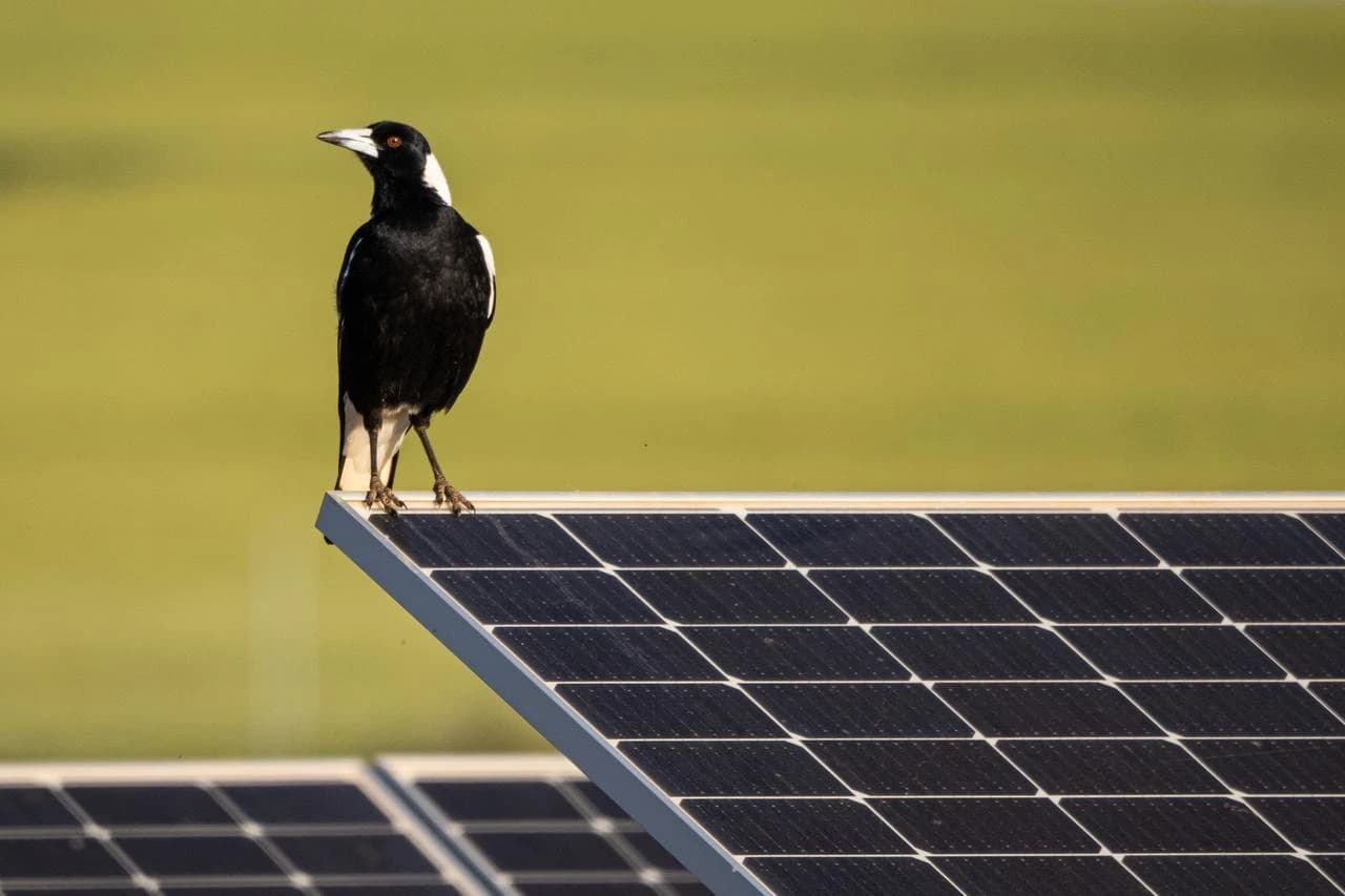 Un merle pie australien noir et blanc est perché sur un panneau solaire sombre, avec un champ vert flou en arrière-plan.