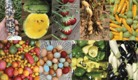 Agriculture-urbaine-Monaco