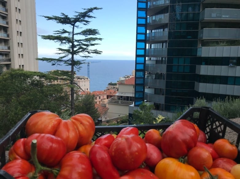 Tomates-agriculture-urbaine-monaco