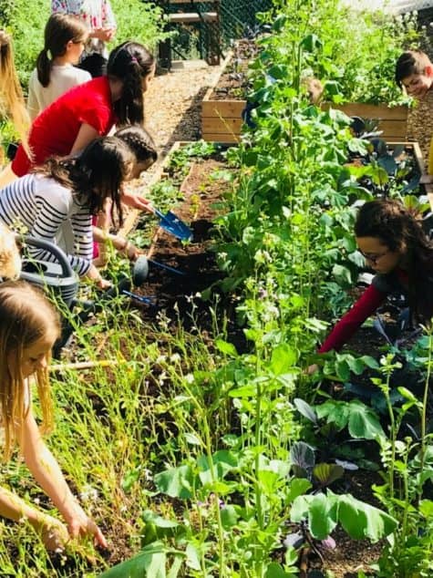 Potager-urbain-agriculture-urbaine-terre-de-monaco