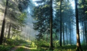 Gestion forets francaises