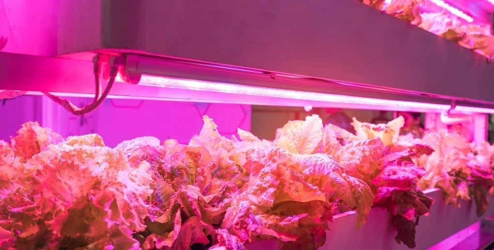 indoor farming 