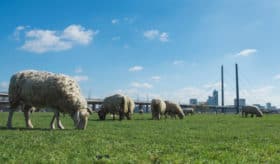 mouton ville
