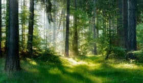 Forêt puits de carbone - crédit Shutterstock