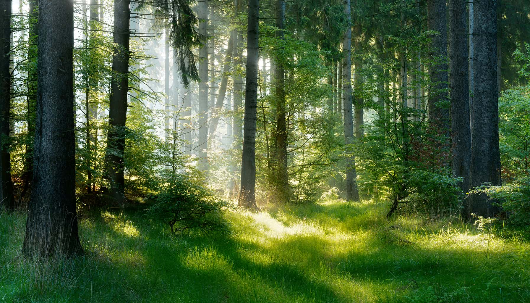 Forêt puits de carbone - crédit Shutterstock