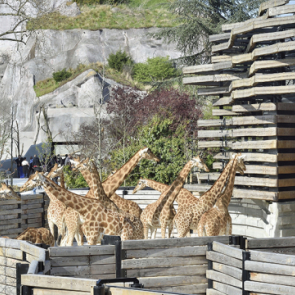 Paris Zoological Park